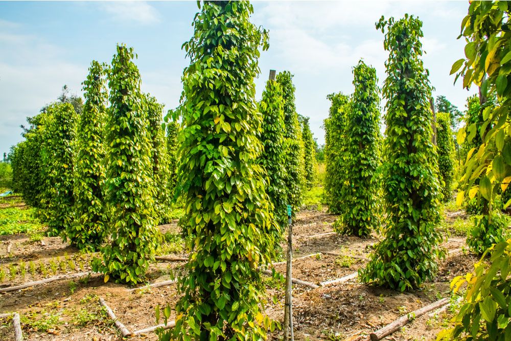 Le piantagioni di Pepe Khu Thuong all'isola di Phu Quoc